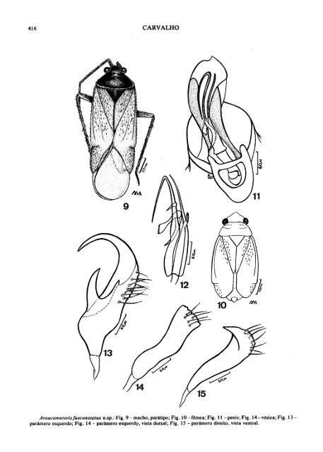 MIRIDEOS NEOTROPICAIS, CCXILIV: GENERO ...