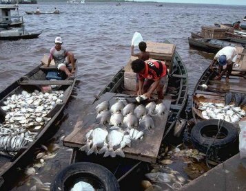 Peixes comerciais Manaus (Vol 4) - laboratório de zoologia - ufam