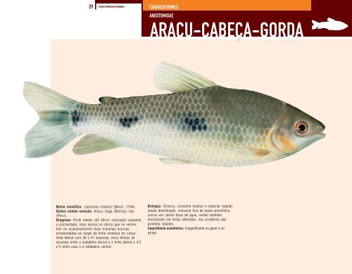 Peixes comerciais Manaus (Vol 4) - laboratório de zoologia - ufam