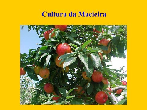 Cultura da Macieira - do LFDGV