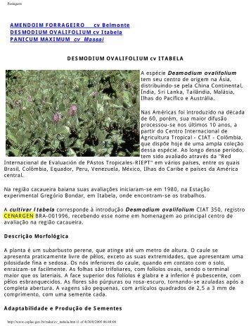 AMENDOIM FORRAGEIRO cv Belmonte DESMODIUM ...