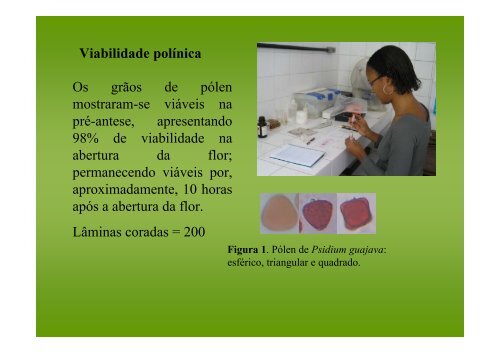 Biologia floral e reprodutiva da goiabeira (Psidium guajava ... - LABEA