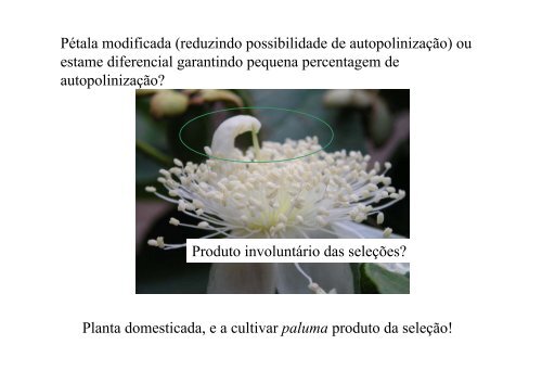 Biologia floral e reprodutiva da goiabeira (Psidium guajava ... - LABEA