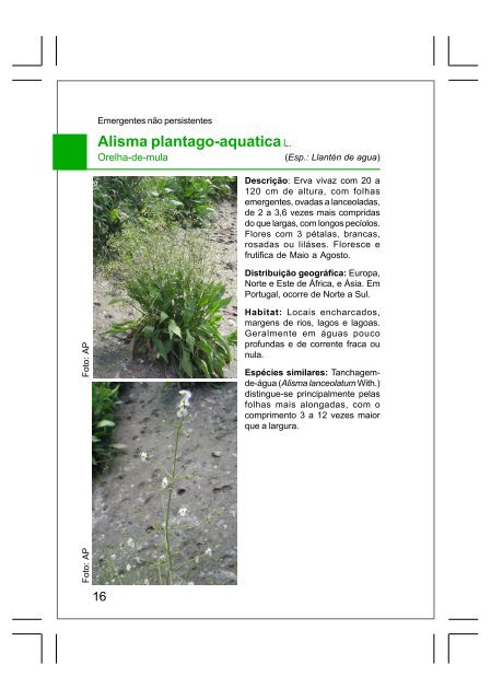 Guia de plantas aquáticas