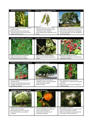 ANGICO (Parapiptadenia rigida) - Família: Fabaceae (Leguminosae ...
