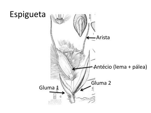 INTRODUÇÃO A SISTEMÁTICA VEGETAL