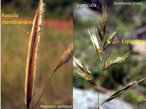 INTRODUÇÃO A SISTEMÁTICA VEGETAL