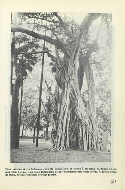 51 - Rodriguésia - Jardim Botânico do Rio de Janeiro