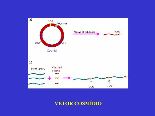 Técnicas básicas de biologia molecular II - DBBM