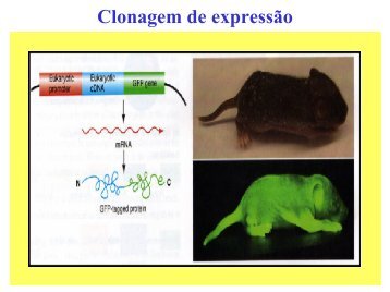 Clonagem de expressão - Biologia Molecular e Genética
