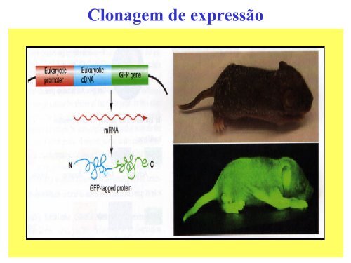 Clonagem de expressão - Biologia Molecular e Genética