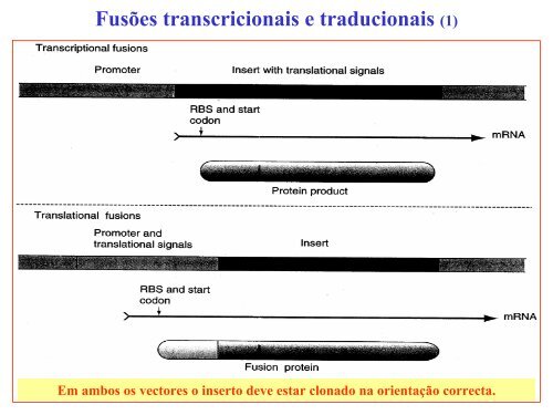 Clonagem de expressão - Biologia Molecular e Genética