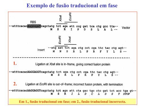 Clonagem de expressão - Biologia Molecular e Genética