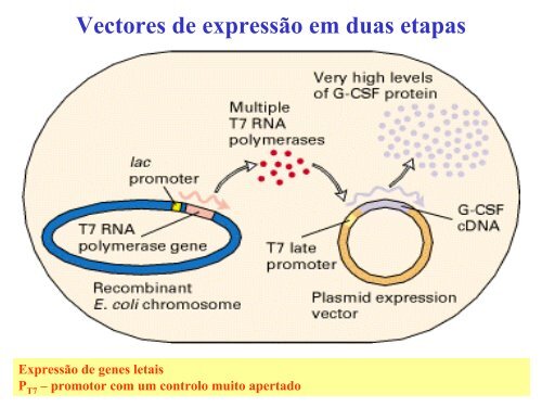 Clonagem de expressão - Biologia Molecular e Genética