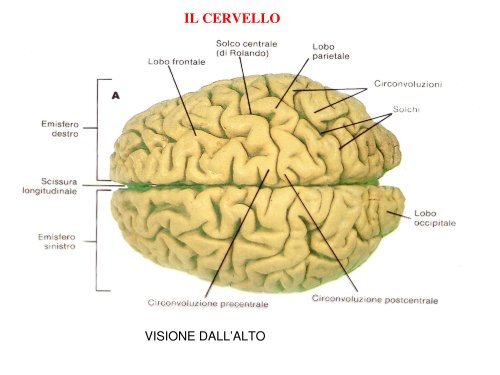 Jogos de Inteligência, PDF, Telencéfalo