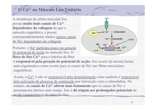 AULA 6 Músculo Liso Biofísica Molecular 2012-2013.pdf