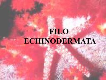 FILO ECHINODERMATA