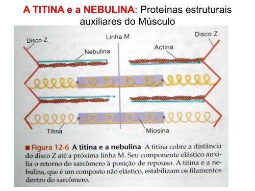 A TITINA e a NEBULINA Pr