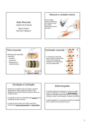 Ação Muscular Músculo e unidade motora Fibra muscular ... - De Motu