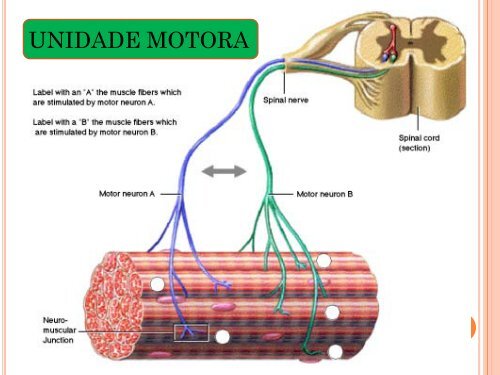 Aula 5 - FISIOLOGIA DA CONTRAÇÃO MUSCULAR.pdf - UniFOA