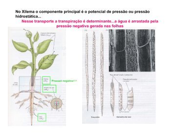 No Xilema o componente principal é o potencial de pressão ou ...