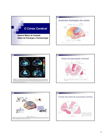 Córtex cerebral - Departamento de Fisiologia e Farmacologia - UFC