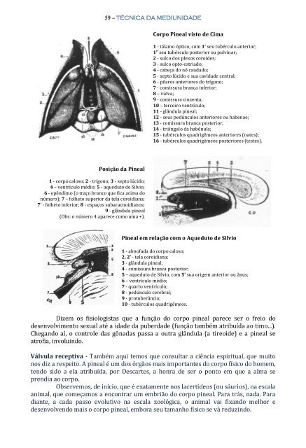 Técnica da Mediunidade - Portal Luz Espírita