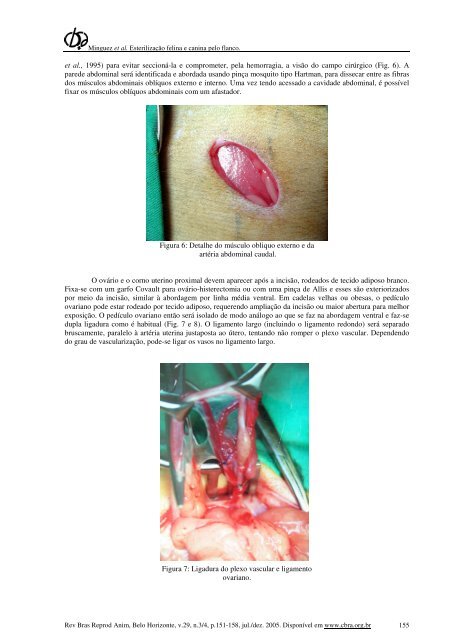 Ovariohisterictomia de gatas e cadelas pelo flanco