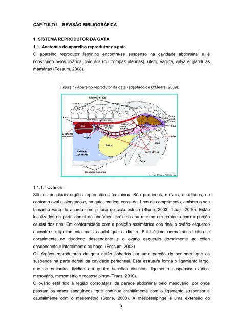 Estudo comparativo da ovariohisterectomia felina com incisao no ...