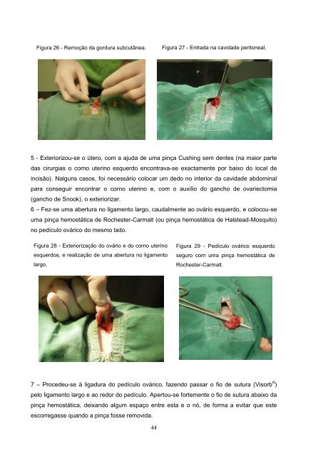 Estudo comparativo da ovariohisterectomia felina com incisao no ...