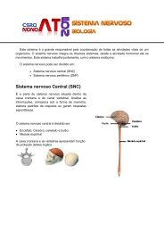 Sistema nervoso Central (SNC) - NonoAT