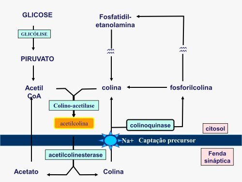 parassimpáticomiméticos 2012.pdf - Unirio