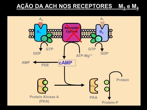 parassimpáticomiméticos 2012.pdf - Unirio