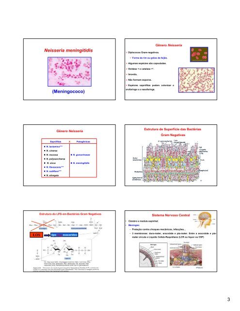 Corynebacterium diphteriae e Neisseria meningitidis - UFF