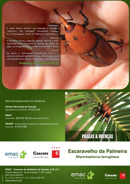 Folheto do escaravelho da palmeira - Câmara Municipal de Cascais
