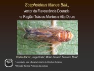 Scaphoideus titanus - advid