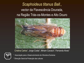 Scaphoideus titanus - advid