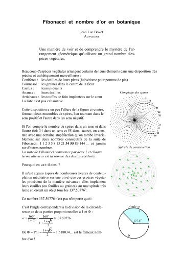 Fibonacci et nombre d'or en botanique