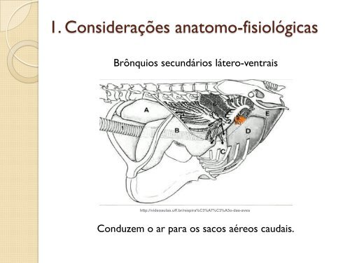 Respiração das Aves - UFF