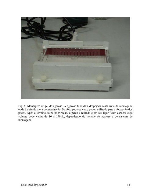 Técnicas de PCR: Aplicações e Padronização de Reações - FEA