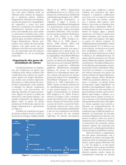 Revista Biotecnologia Ciência & Desenvolvimento - Edição nº 31