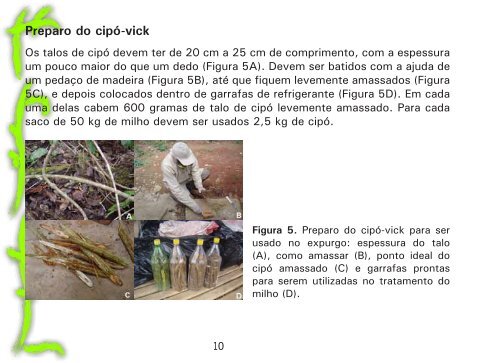 Como utilizar o cipó-vick para combater o gorgulho-do-milho no paiol