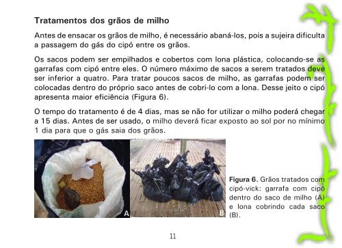 Como utilizar o cipó-vick para combater o gorgulho-do-milho no paiol