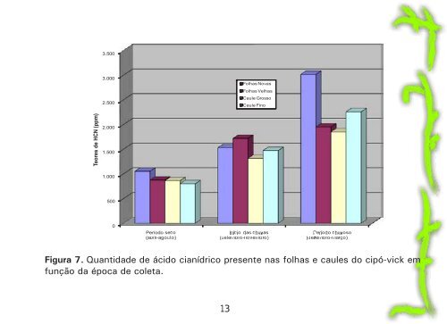 Como utilizar o cipó-vick para combater o gorgulho-do-milho no paiol