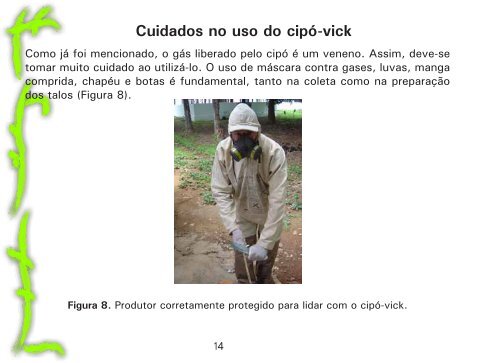 Como utilizar o cipó-vick para combater o gorgulho-do-milho no paiol