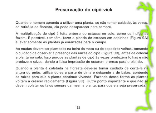 Como utilizar o cipó-vick para combater o gorgulho-do-milho no paiol