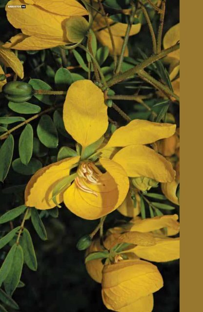 Guia de plantas visitadas por abelhas na caatinga - Ministério do ...