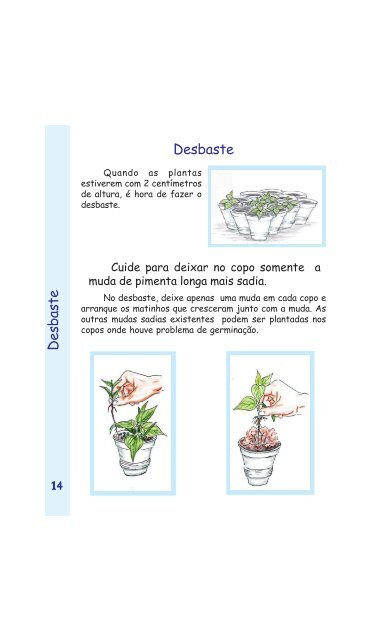 Nº 60, Pimenta longa: produção de mudas.