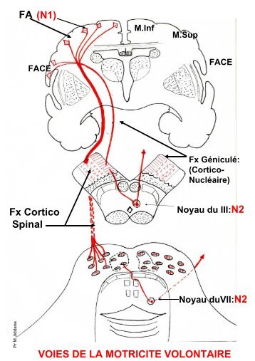 Anatomie Schémas d'anatomie III