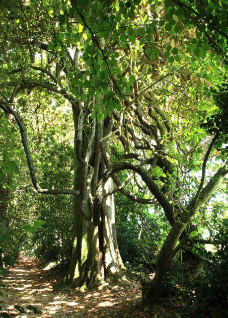 12 árbores - Medio Rural - Xunta de Galicia